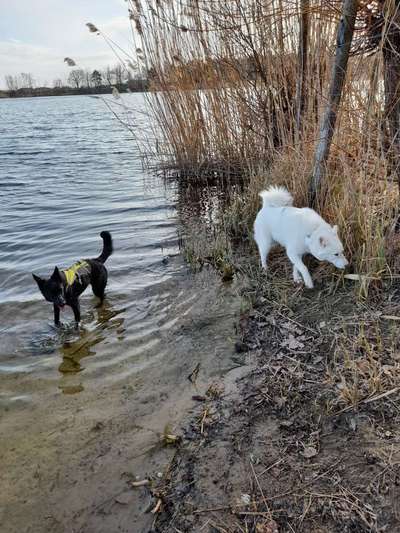 Challenge 23 : "  Euer Hund beim Frühlingserwachen "-Beitrag-Bild