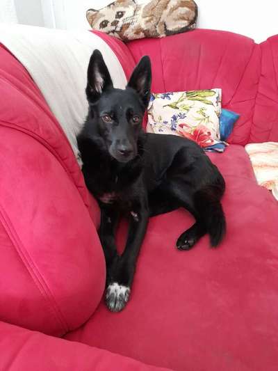 Rassen und ihre Eigenschaften-Beitrag-Bild