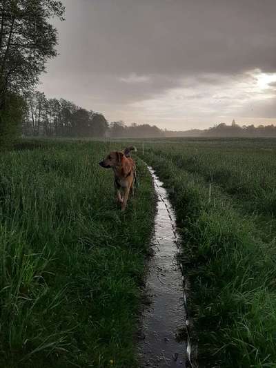 Die Dogorama Wochen Challenge "Spaziergang im Regen"-Beitrag-Bild