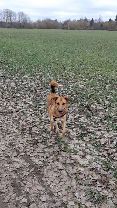 Ca de Bestiar/Perro de Pastor Mallorquin gesucht 💮💝💮-Beitrag-Bild