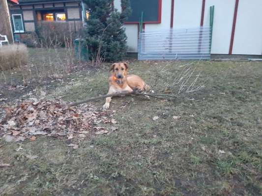 Katze vs. Hund-Beitrag-Bild