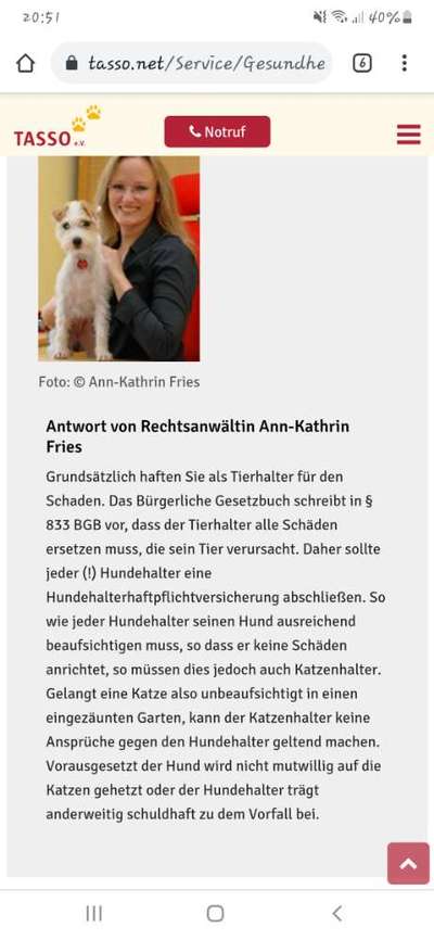 Katze vs. Hund-Beitrag-Bild
