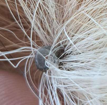 Kralle am Schwanzende?-Beitrag-Bild