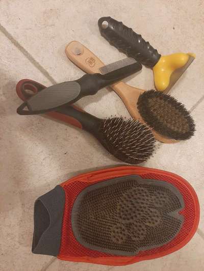 Fellwechsel beim Hund-Beitrag-Bild