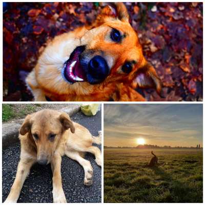 Auslandstierschutz-Beitrag-Bild