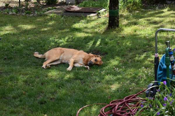 Dominanz ggü. Anderen Hunden-Beitrag-Bild