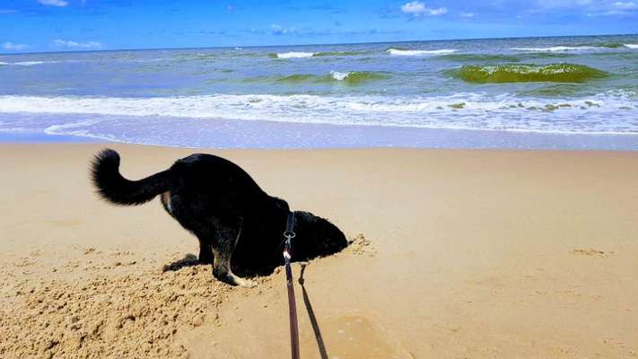 Challenge 41 - Mein Hund im Urlaub-Beitrag-Bild