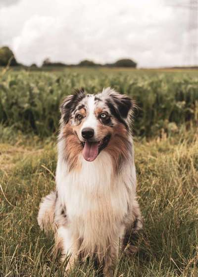 Dogorama Photo Challenge - Die besten Hundebuddys-Beitrag-Bild