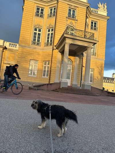 Hundetreffen-Schloss Park mittags Runde-Bild