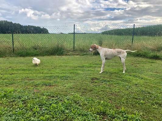 Hundetreffen-Gemeinsame Kumpeltreffs…-Bild