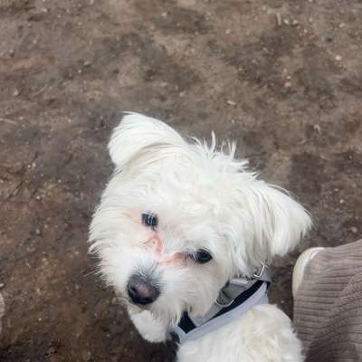 Hundetreffen-Spieltreffen in Halle-Bild