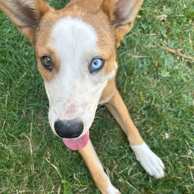Hundetreffen-Hundebetreuung / Gassi / Hundesitter-Bild