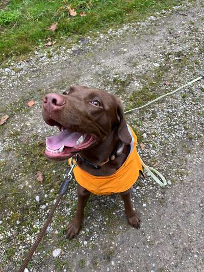 Hundetreffen-Gassikumpel für Spiel&Training-Bild