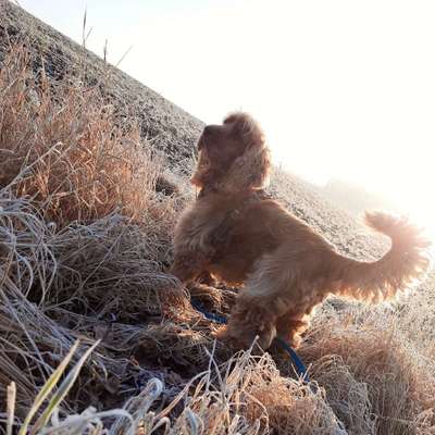 Hundetreffen-Gassirunde-Bild