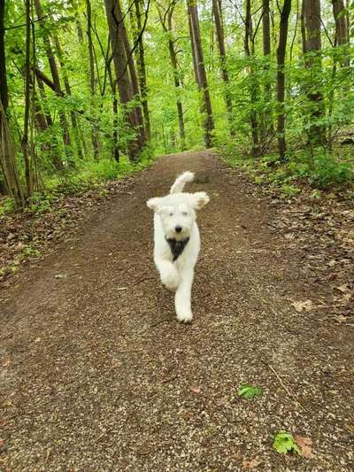 Labradoodle gesucht-Beitrag-Bild
