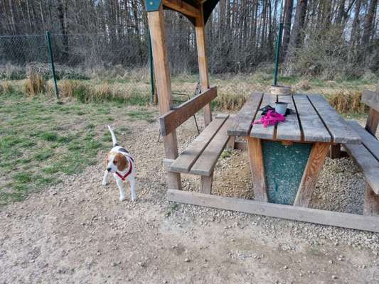 Hundetreffen-Treffen im Dogpark Atzlricht-Bild