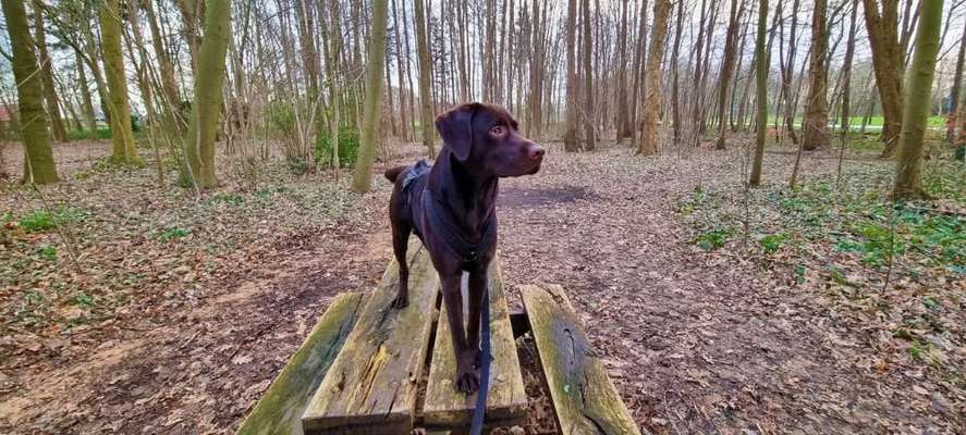 Dogorama Photo Challenge - Märchenwald-Beitrag-Bild