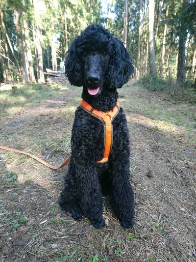 Alles rund um den Pudel-Beitrag-Bild