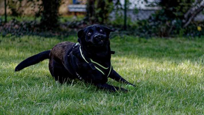 Fotochallenge 66 ~ Rennaction -Zeig deinen Hund im Lauf-Beitrag-Bild