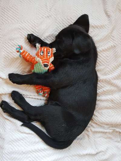 Welpen Bilder !-Beitrag-Bild