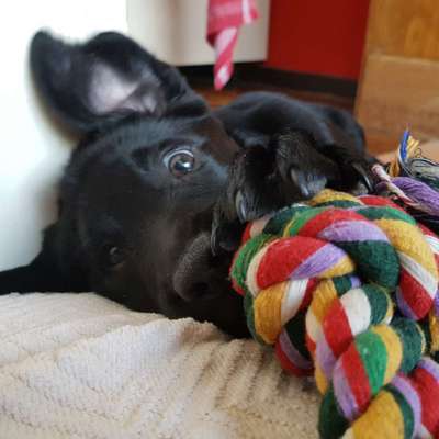 Welpen Bilder !-Beitrag-Bild