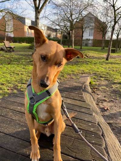 Podencomischling oder Podenco-Beitrag-Bild