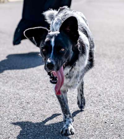 Tongue Out Tuesday-Beitrag-Bild