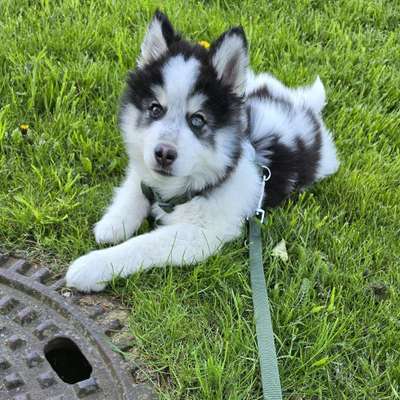 Hundetreffen-Welpentreff Dittelstedt-Bild
