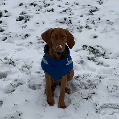 Hundetreffen-Spielkameraden gesucht-Profilbild