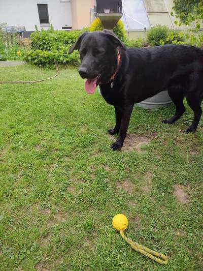 Hundetreffen-Treffen zum Kennenlernen-Bild