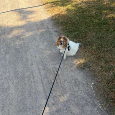 Hundetreffen-Suche Sozialkontakte für meine zwergspitz Hündin