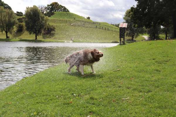 Dogorama-Monats-Challenge-Mai "Wasser"-Beitrag-Bild