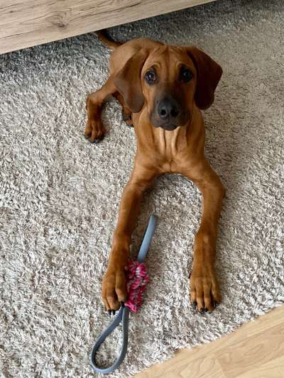 Rhodesian Ridgeback-Beitrag-Bild
