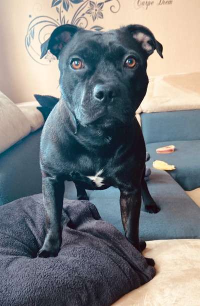 Freunde von 'Kampfhunden'-Beitrag-Bild