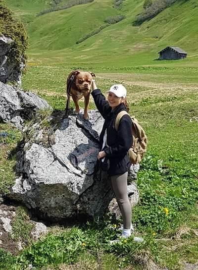Hundetreffen-Hundebetreuung-Bild