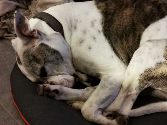 Dogorama Photo Challenge - Be my valentine-Beitrag-Bild