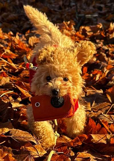 Fotosammlung: ,,Der natürliche Hund" Unbearbeitet, ungestellt und in Natura-Beitrag-Bild