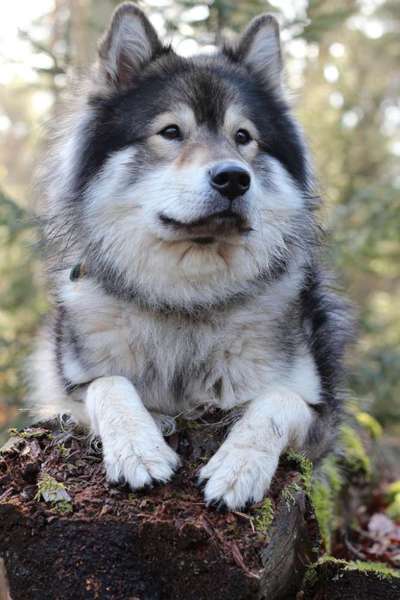 Eurasier hier?-Beitrag-Bild