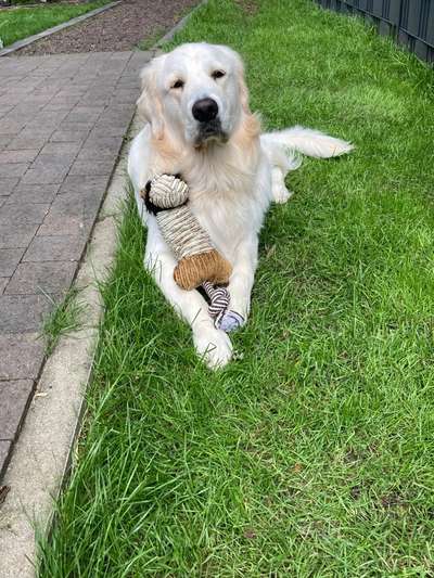 Wo sind die Golden Retriever Liebhaber?-Beitrag-Bild