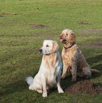 Wo sind die Golden Retriever Liebhaber?-Beitrag-Bild