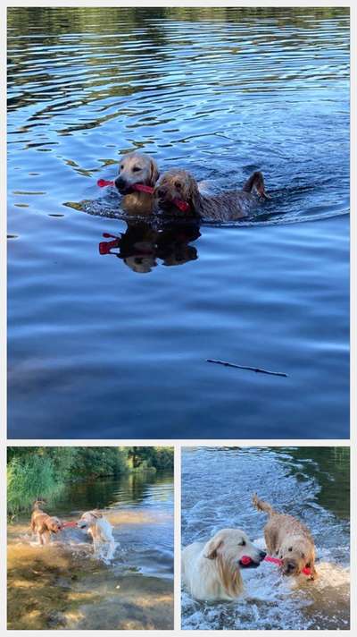 Wo sind die Golden Retriever Liebhaber?-Beitrag-Bild