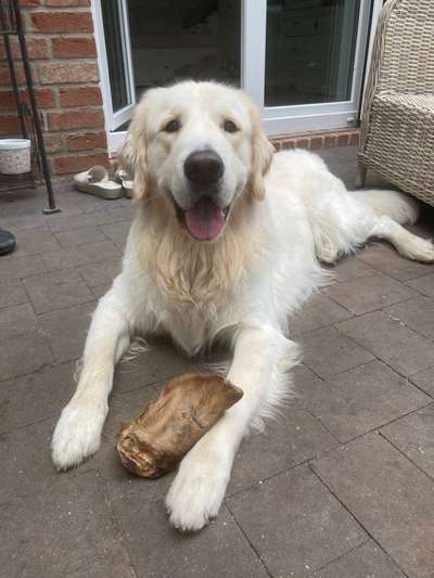 Wo sind die Golden Retriever Liebhaber?-Beitrag-Bild
