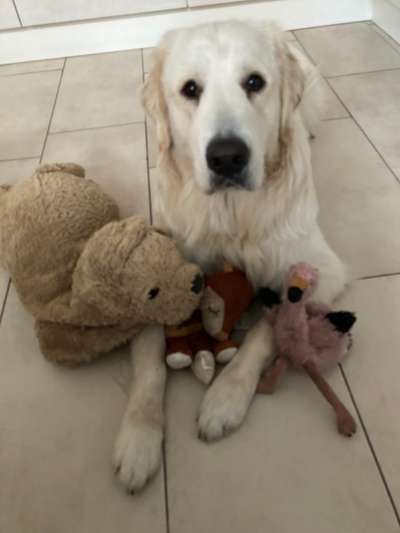 Wo sind die Golden Retriever Liebhaber?-Beitrag-Bild