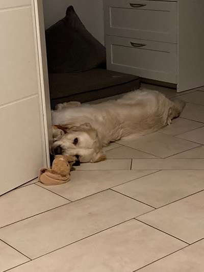 Wo sind die Golden Retriever Liebhaber?-Beitrag-Bild