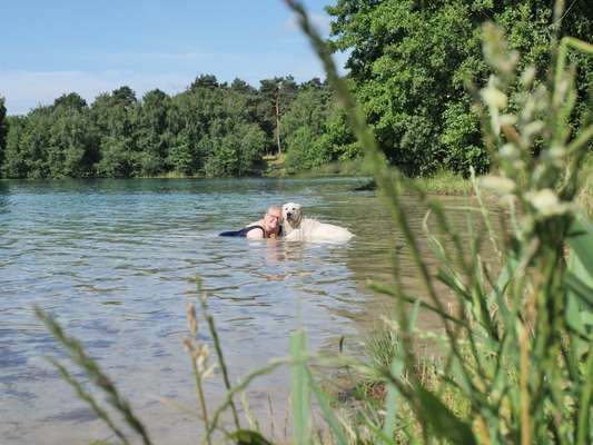 Wo sind die Golden Retriever Liebhaber?-Beitrag-Bild