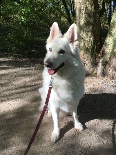 Wo sind die Golden Retriever Liebhaber?-Beitrag-Bild