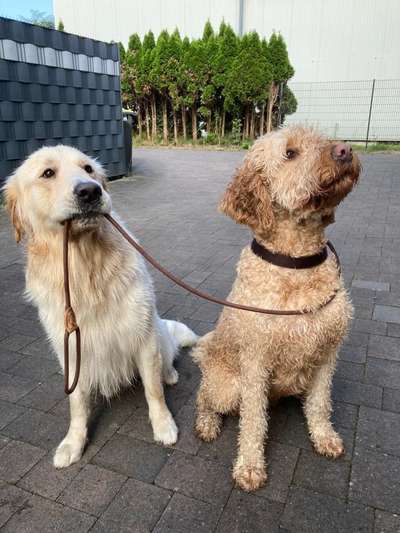 Wo sind die Golden Retriever Liebhaber?-Beitrag-Bild