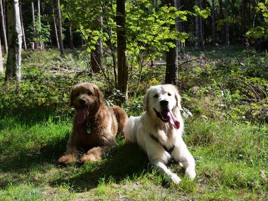 Wo sind die Golden Retriever Liebhaber?-Beitrag-Bild