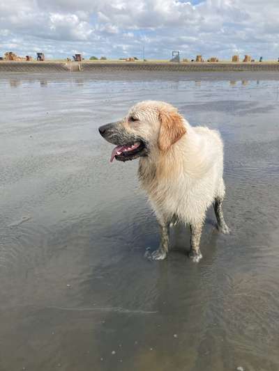 Wo sind die Golden Retriever Liebhaber?-Beitrag-Bild