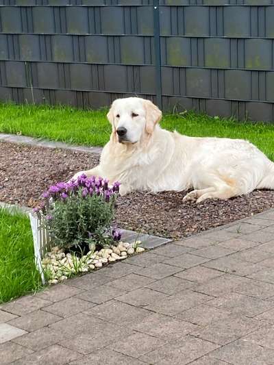 Wo sind die Golden Retriever Liebhaber?-Beitrag-Bild